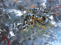 Spazio-Tempo3 - Dettaglio  Dettaglio